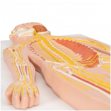 Žmogaus nervų sistemos modelis, 1/2 realaus dydžio 6