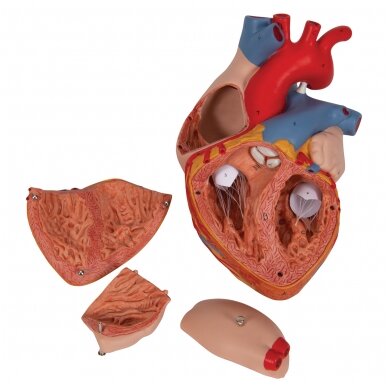 Žmogaus širdies modelis, 2x padidinta, 4 dalys 5