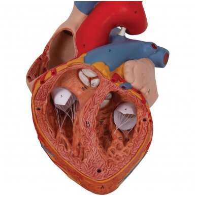 Žmogaus širdies modelis, 2x padidinta, 4 dalys 6