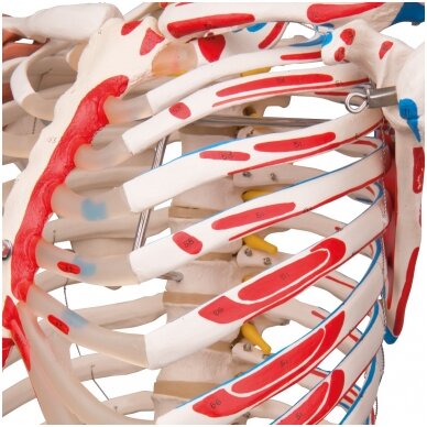 Žmogaus skeleto modelis "Sam", kabantis, su raumenimis ir raiščiais 7