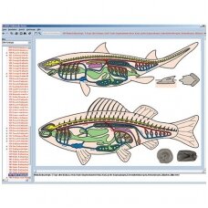 Zoologija klasėje, CD diskas